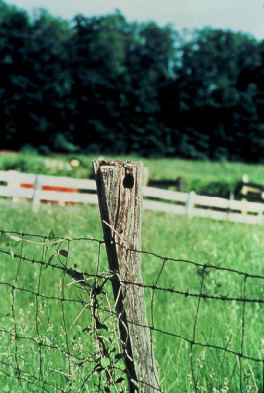 Bluebirds used to nest in old fence posts.